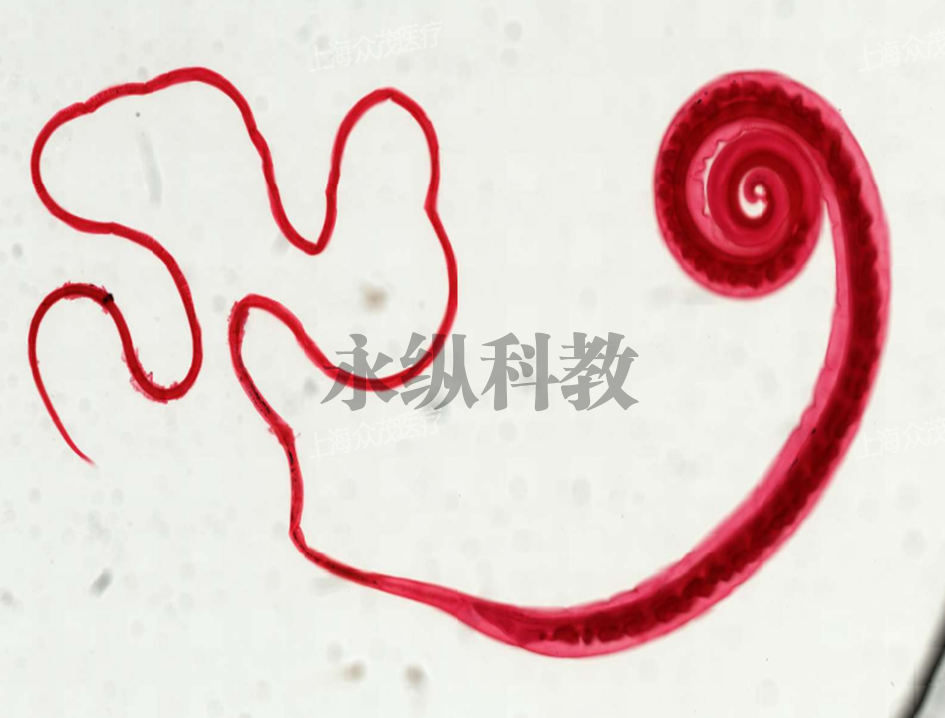 鞭虫(雄虫）