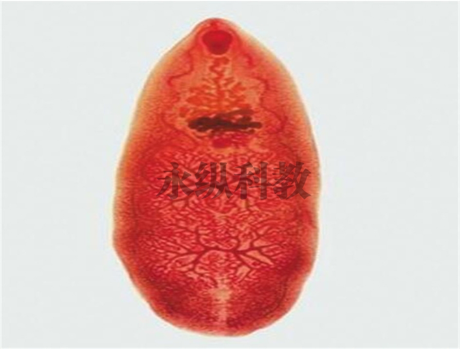 布氏姜片虫