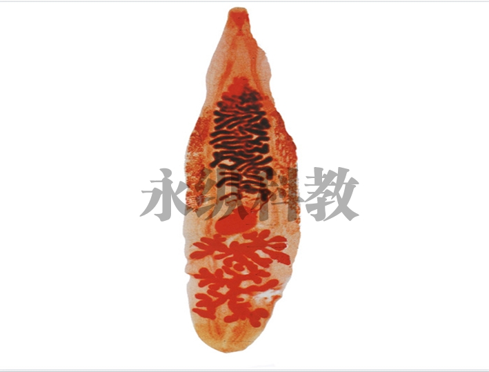 华支睾吸虫(肝吸虫)成虫