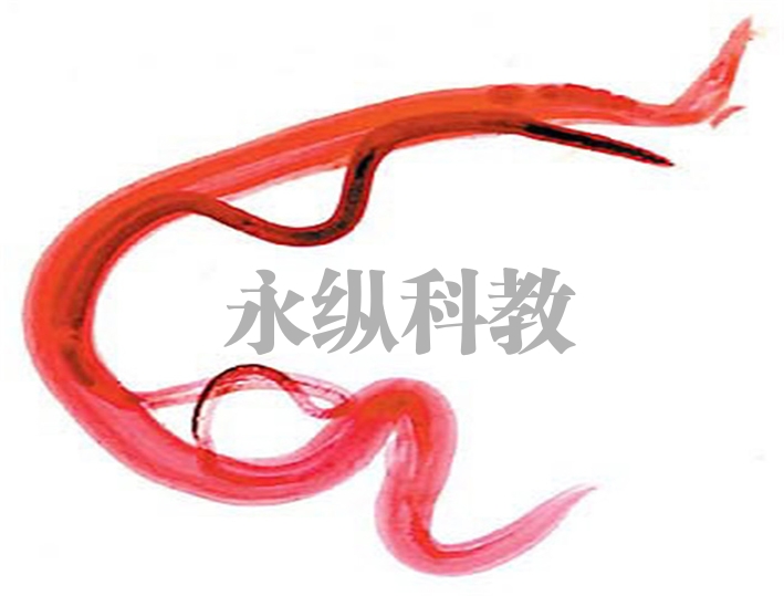 毛首鞭形线虫(鞭虫)