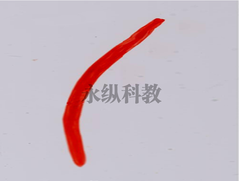 十二指肠钩口线虫