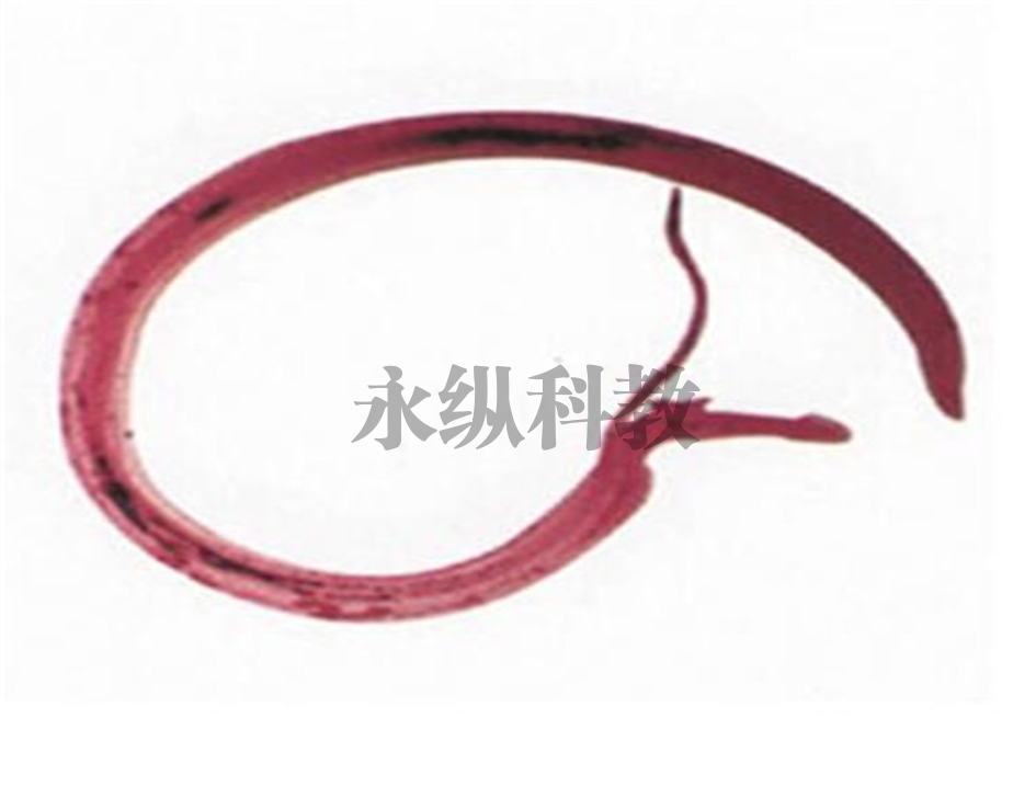 血吸虫雌雄合抱