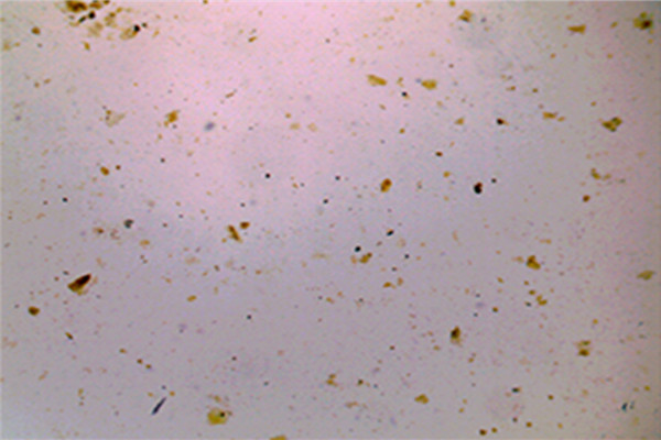 生物切片制作 生物切片制作