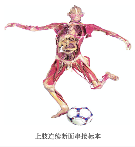 生物塑化标本厂家