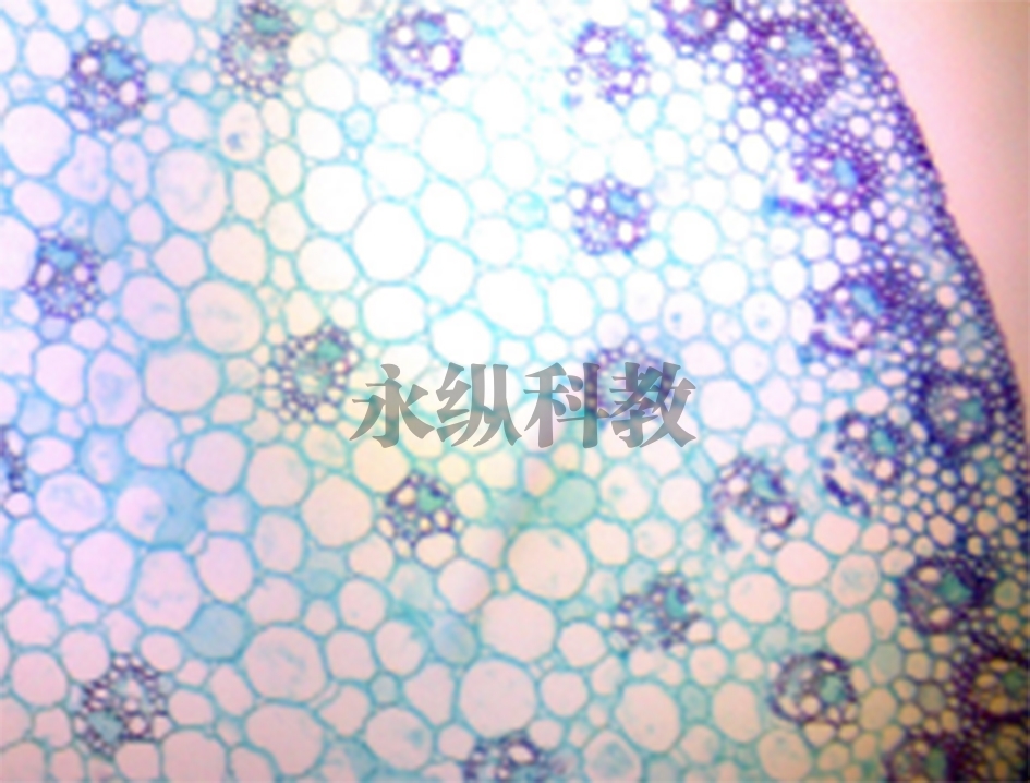 植物切片