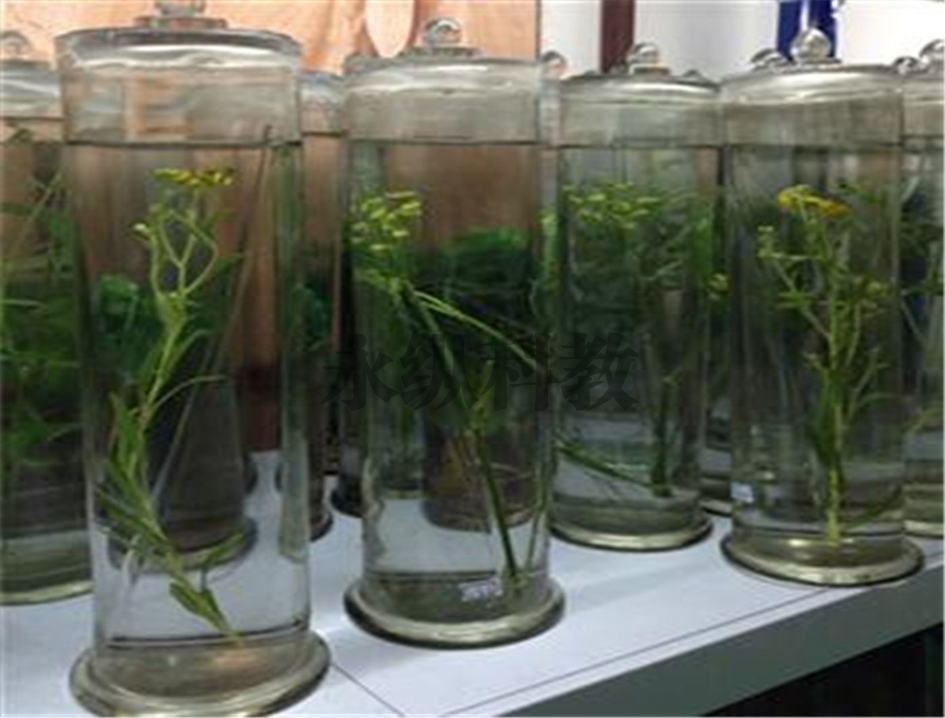 植物浸制