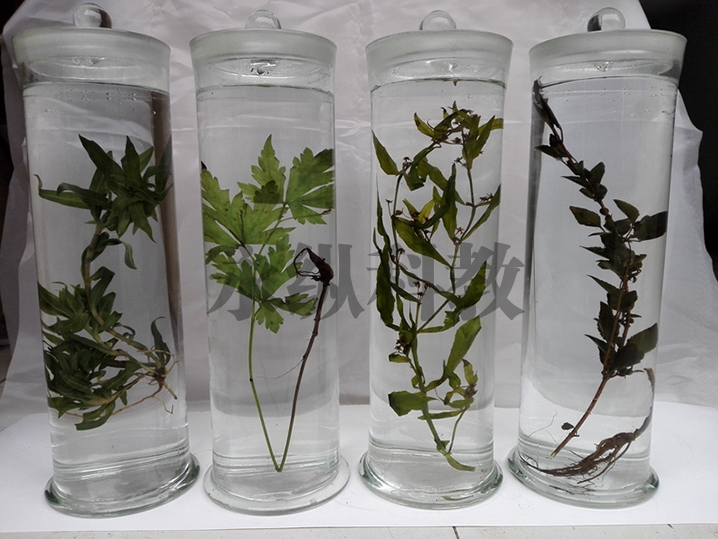 植物浸制