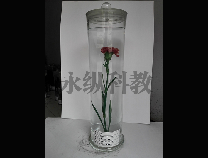 植物浸制