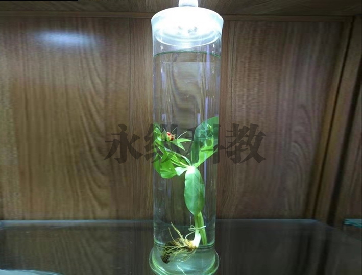 植物浸制