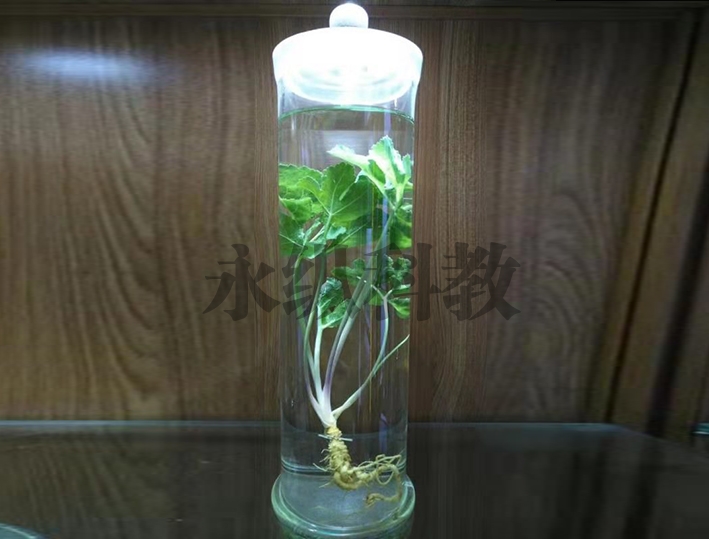 植物浸制