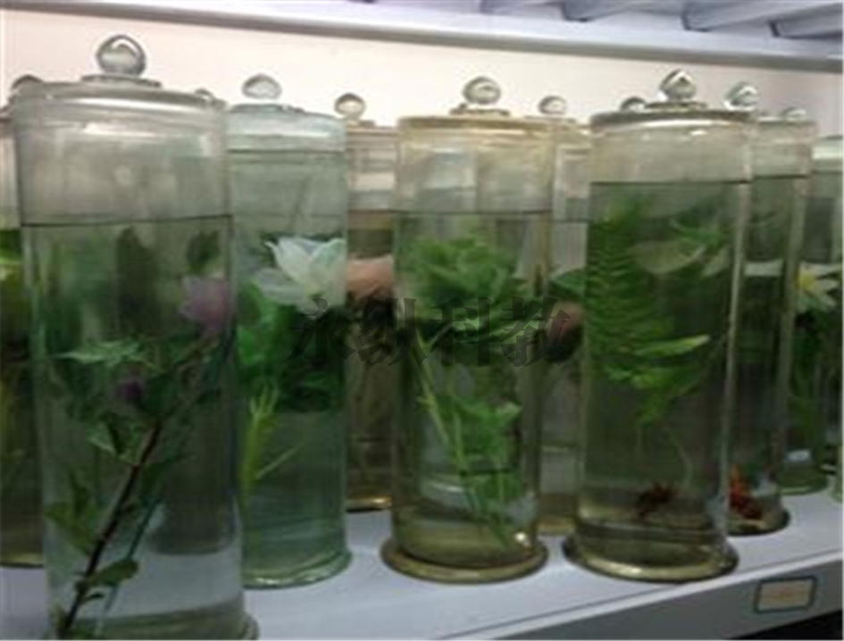 植物浸制