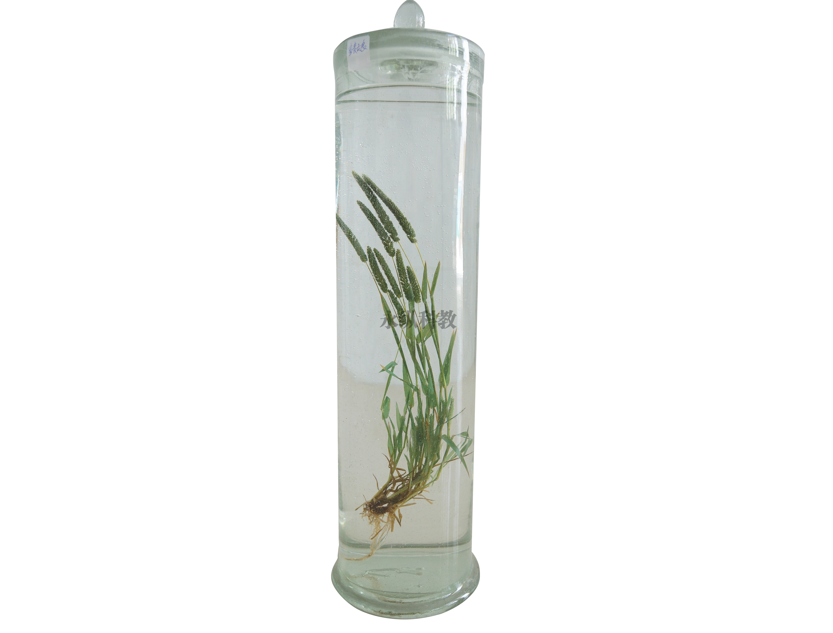 植物浸制
