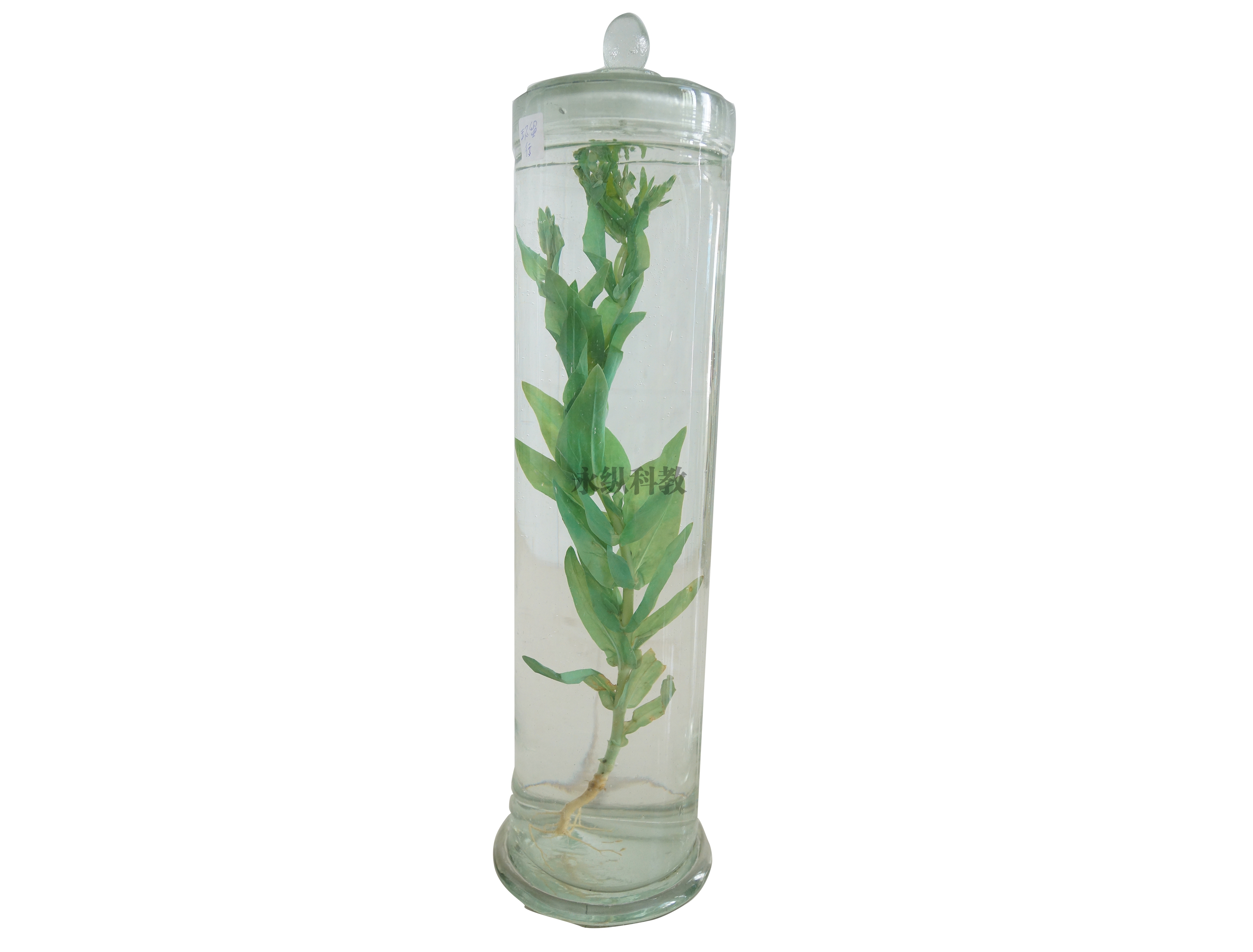 植物浸制