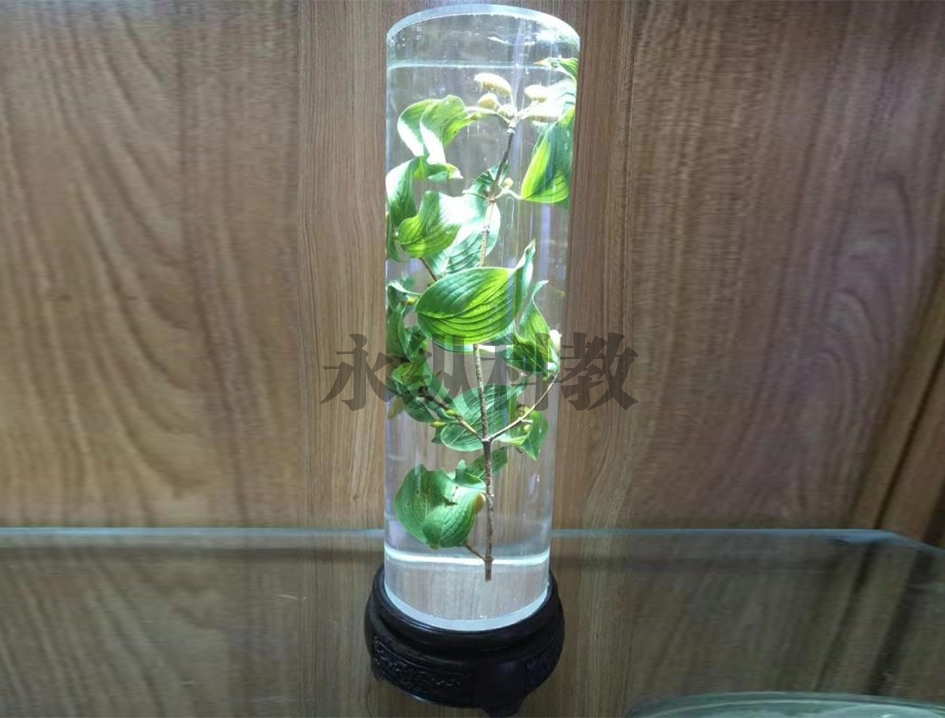 植物浸制