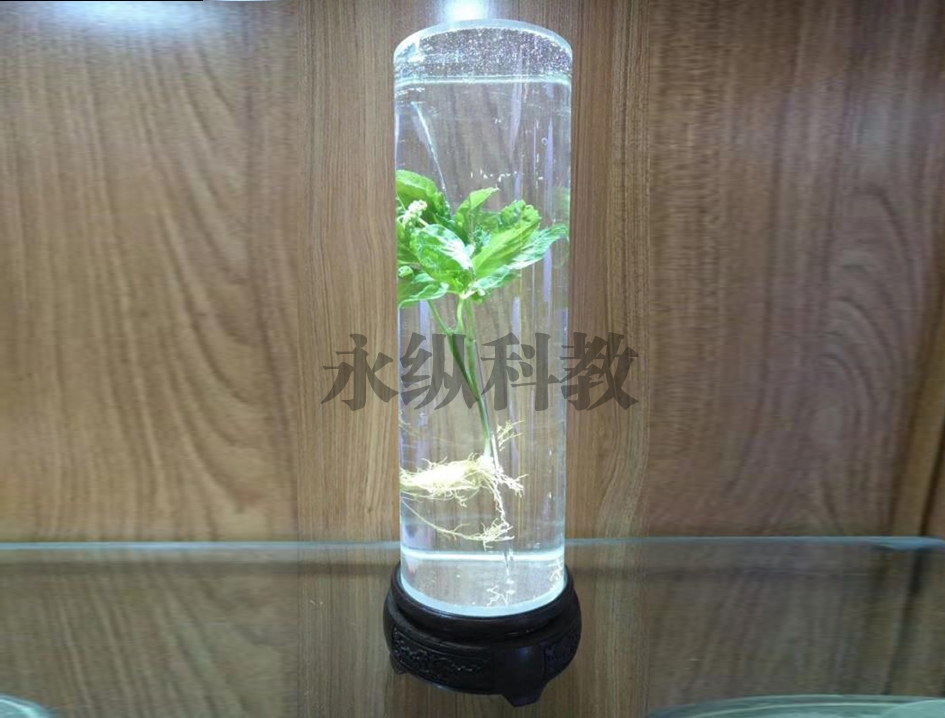 植物浸制