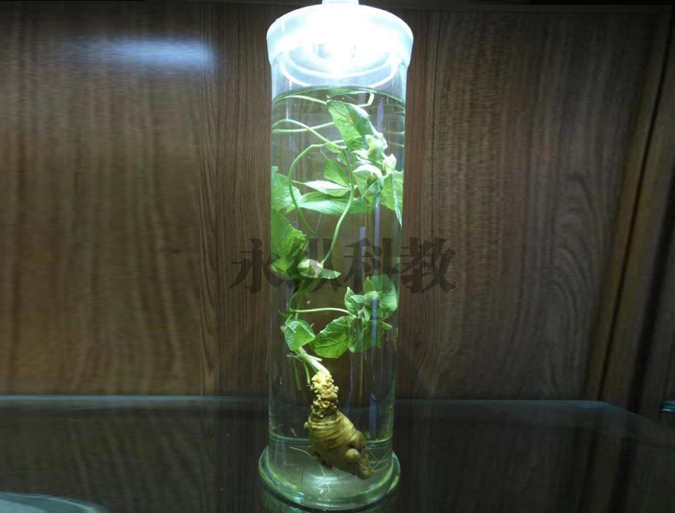 植物浸制