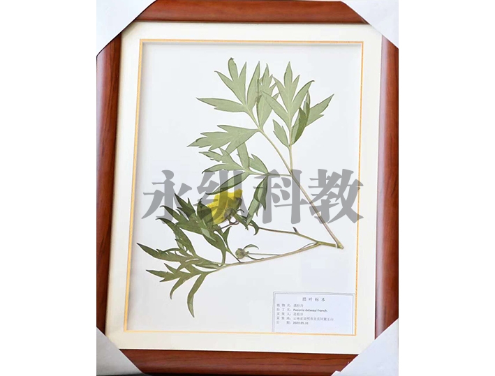 腊叶标本