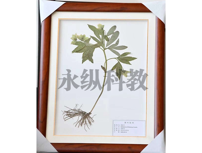 腊叶标本