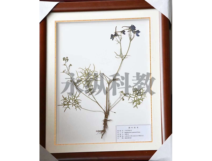 腊叶标本