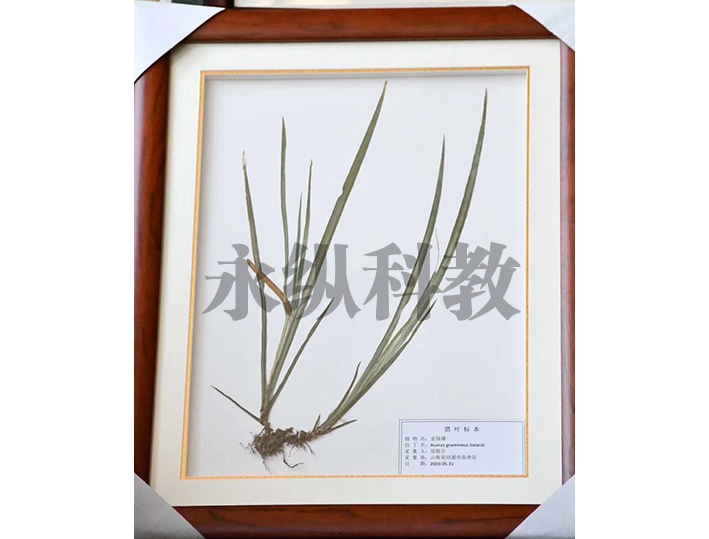 腊叶标本