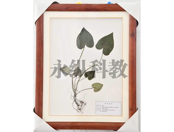 腊叶标本