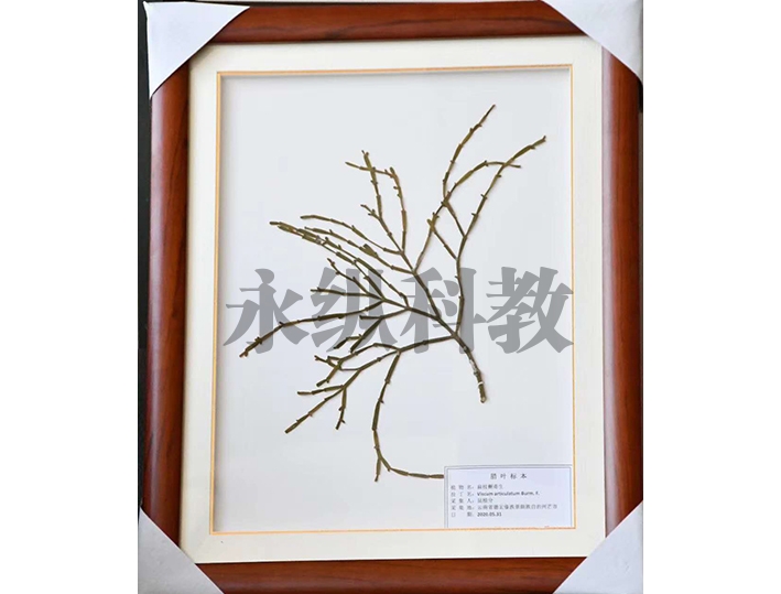 腊叶标本
