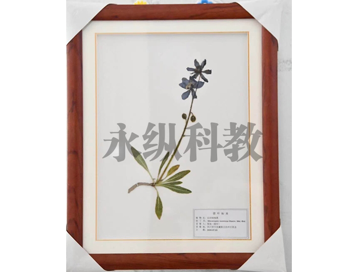 腊叶标本