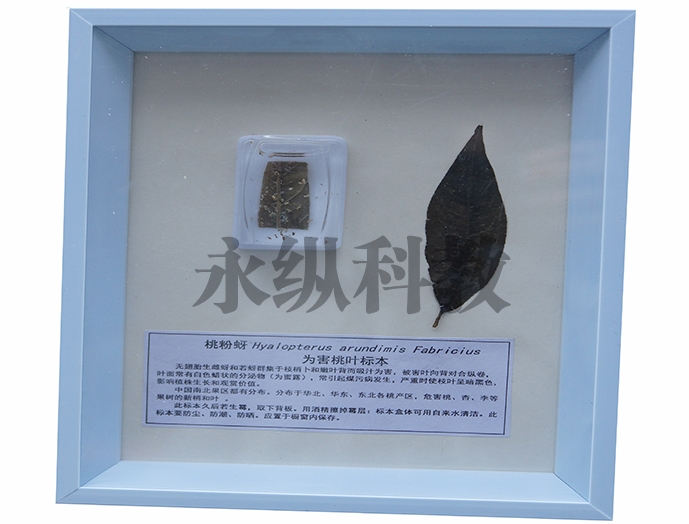 植物病害标本