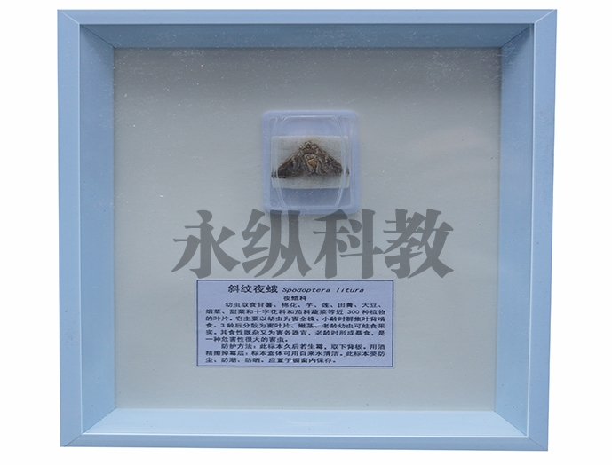 植物病害标本