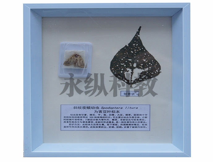 植物病害标本