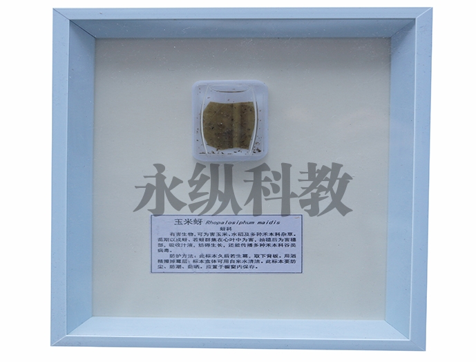 植物病害标本