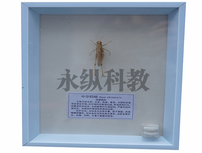 植物病害标本