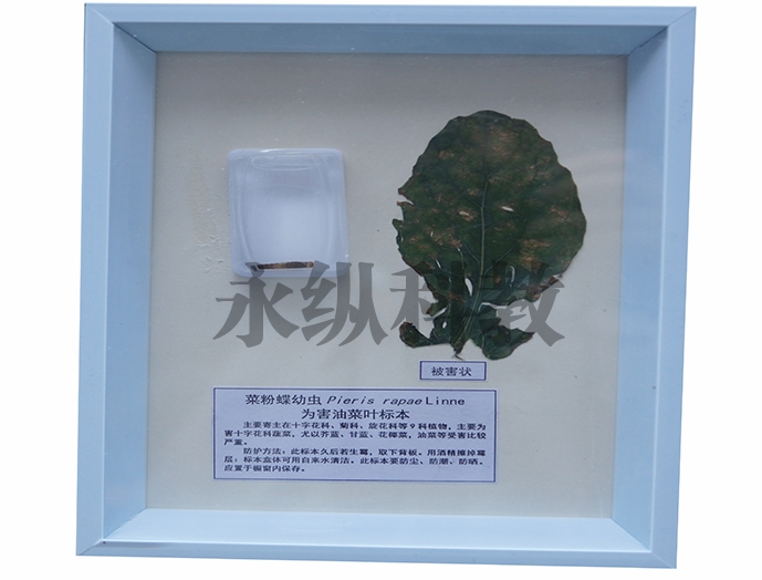 植物病害标本