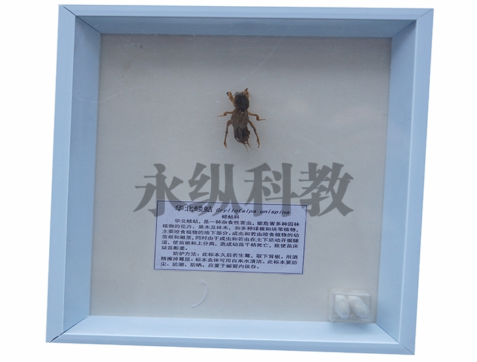 植物病害标本