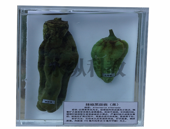 植物病害标本