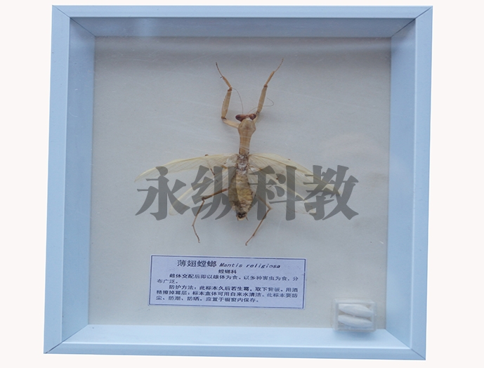 植物病害标本