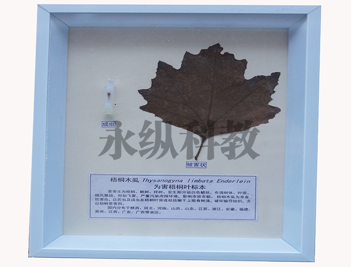植物病害标本