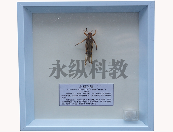 植物病害标本