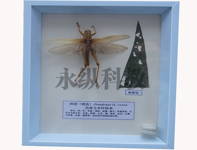 植物病害标本