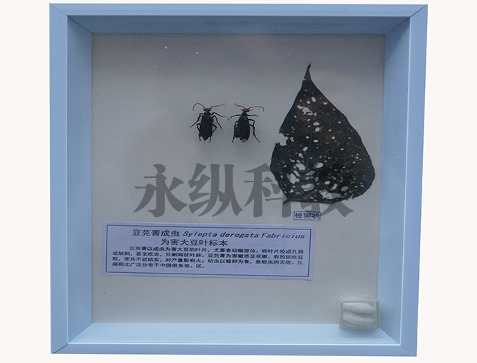植物病害标本