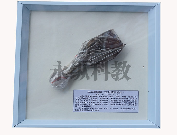 植物病害标本