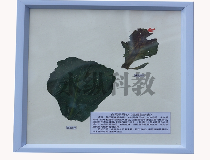 植物病害标本
