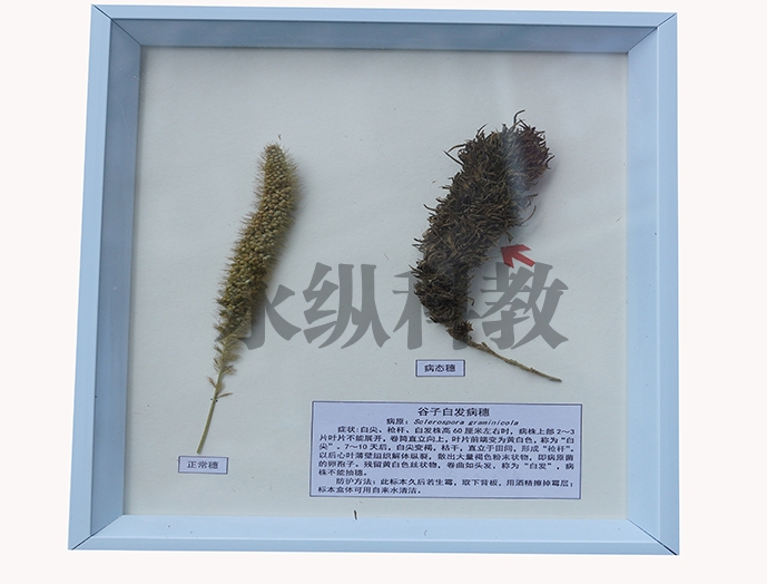 植物病害标本