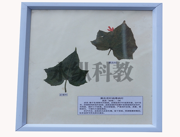 植物病害标本