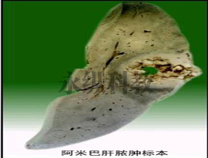 动物病理标本