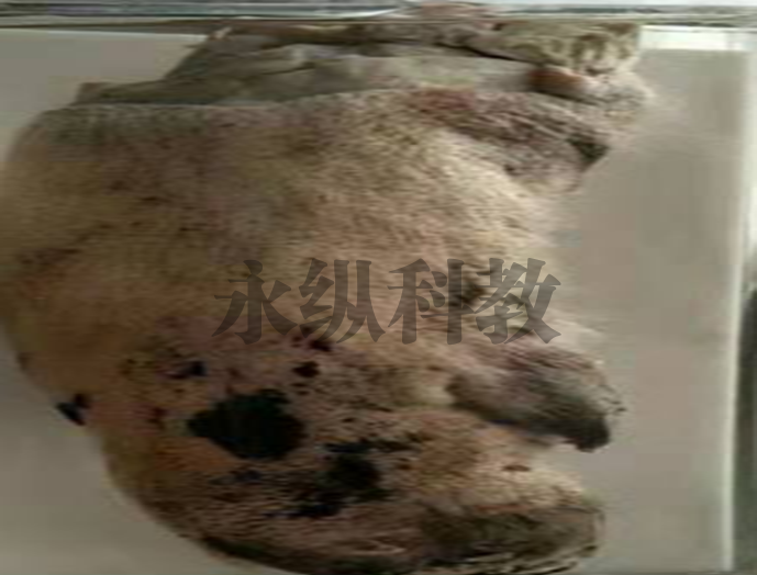 动物病理标本