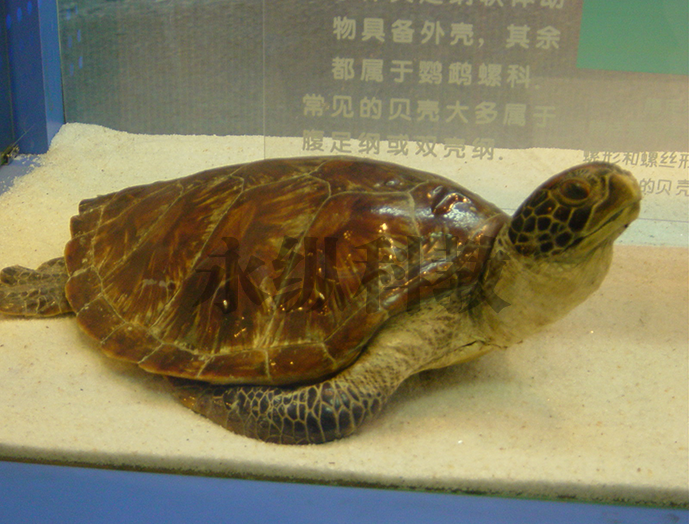 动物仿真标本