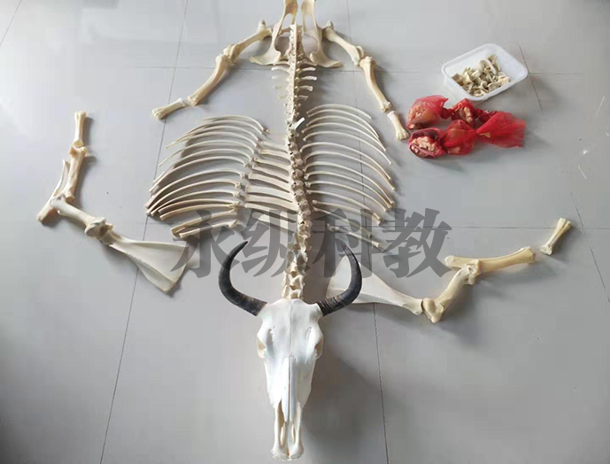 动物骨骼标本