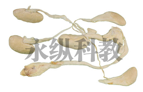 动物解剖塑化标本