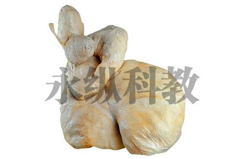 动物解剖塑化标本